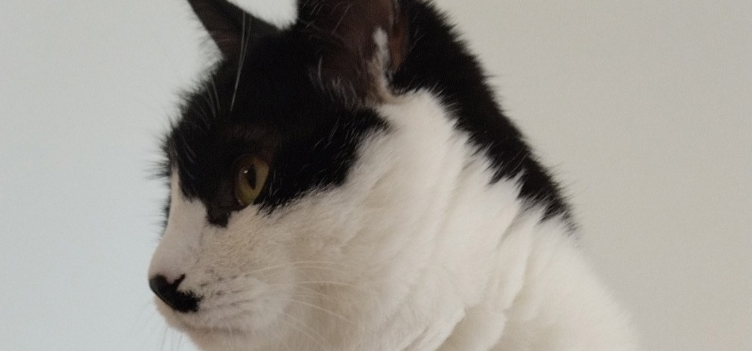 【开发日志/Q&A】这应该是最后一篇开发日志了！